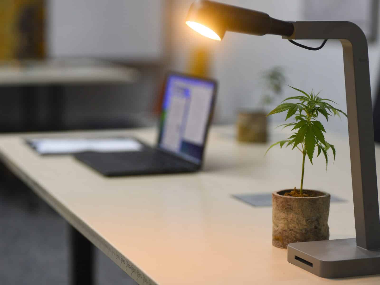 Heller Büroarbeitsplatz mit Schreibtischlampe, Laptop und einer jungen Cannabis-Pflanze auf dem Tisch – Sinnbild für Sichtbarkeit bei KI-Suchanfragen